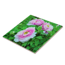 Elegante Rosa Tree Peony Blume mit Gelbzentrum Fliese
