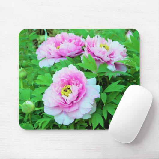 Elegante Rosa Tree Peony Blume mit Gelbzentrum Mousepad (Mit Mouse)