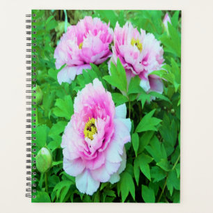 Elegante Rosa Tree Peony Blume mit Gelbzentrum Planer