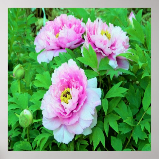 Elegante Rosa Tree Peony Blume mit Gelbzentrum Poster (Vorne)