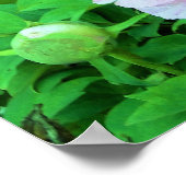 Elegante Rosa Tree Peony Blume mit Gelbzentrum Poster (Ecke)