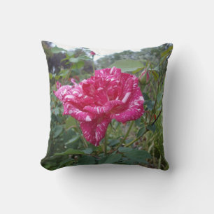 Elegante rosa und weiß gestreifte Rose, Kissen