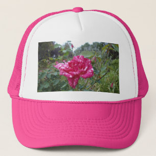 Elegante rosa und weiß gestreifte Rose, LKW-Hut Truckerkappe