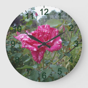 Elegante rosa und weiß gestreifte Rose, Wall-Uhr Große Wanduhr