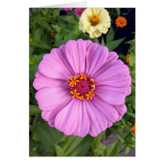 Elegante rosa Zinnia-Blume Blankokarte (Vorne)