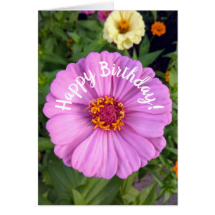 Elegante Rosa Zinnia Blume Geburtstagskarte