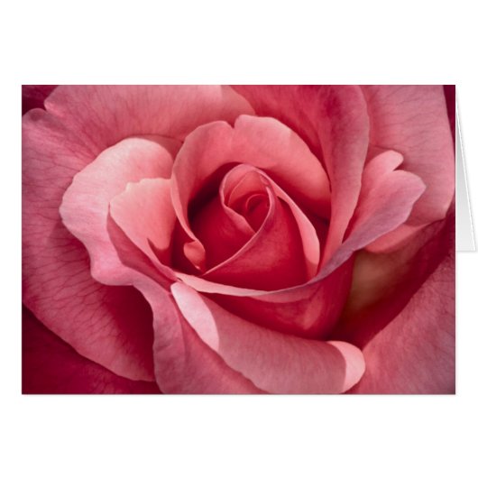 elegante Rose (Vorderseite (Horizontal))