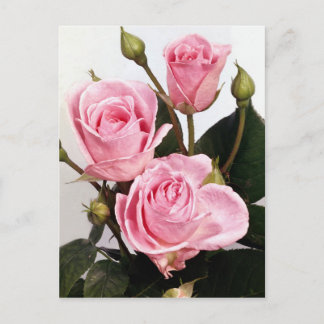 Elegante Rose 2 Postkarte
