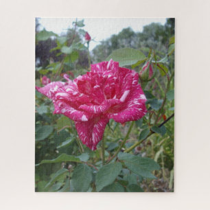 Elegante Rose in Rosa und Weiß, Puzzle aus Jigsaw