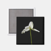 Elegante Rose Magnet (Vorderseite/Rückseite)