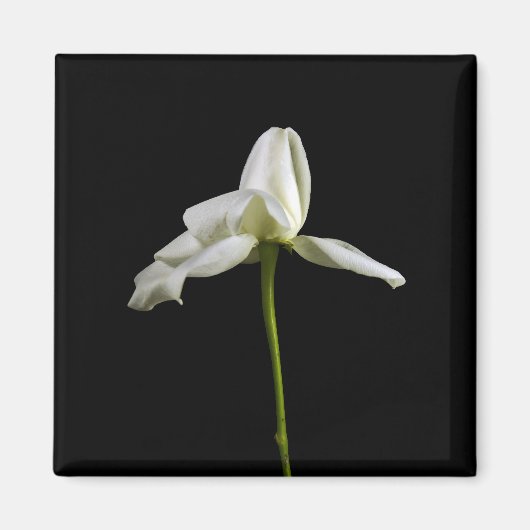 Elegante Rose Magnet (Vorne)