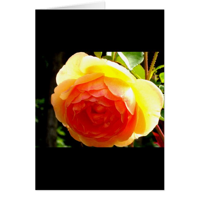 Elegante Rose mit roten Aprikosen/Marillen (Vorne)