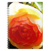 Elegante Rose mit roten Aprikosen/Marillen Notizblock (Vorderseite)