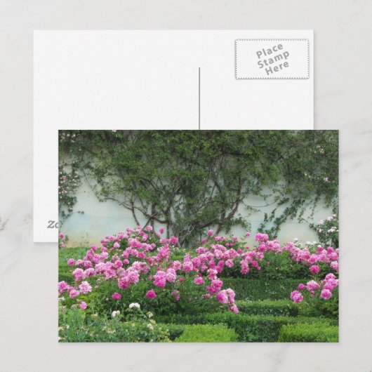 Elegante Rose Postkarte (Vorne/Hinten)