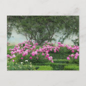 Elegante Rose Postkarte (Vorderseite)