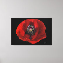 Elegante Rote Mohnblume Blume im Schwarzen Hinterg