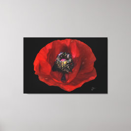 Elegante Rote Mohnblume Blume im Schwarzen Hinterg Leinwanddruck