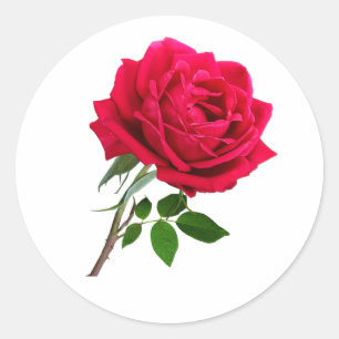 Elegante Rote Rose Blume Runder Aufkleber