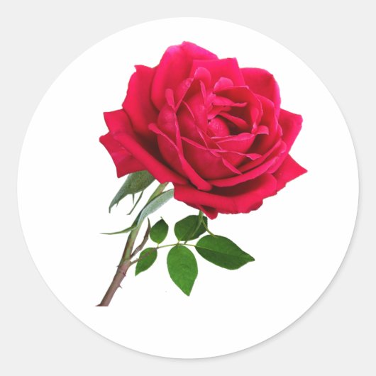 Elegante Rote Rose Blume Runder Aufkleber (Vorderseite)