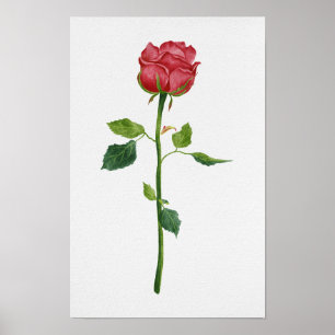 Elegante rote Rosen-Botanik-Aquarell Poster