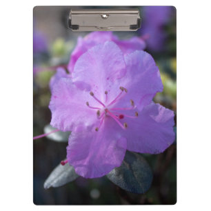 elegante, schöne Frühlingslila Azaleenblüten. Klemmbrett