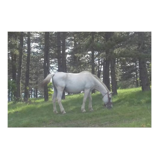 Elegante Schönes Weißes Pferd Original Kunst, Dich Fotodruck (Vorne)