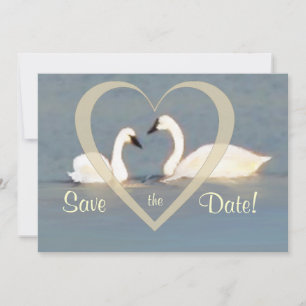 Elegante Schwäne retten die Datumsankündigung Save The Date