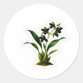 Elegante schwarze Orchideen-Kunst - Seltene indone Runder Aufkleber