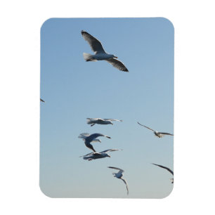 Elegante schwebende Möwen fliegen am blauen Himmel Magnet