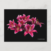 Elegante Stargazer Oriental Lilies Pink Blume Postkarte (Vorderseite)
