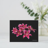 Elegante Stargazer Oriental Lilies Pink Blume Postkarte (Stehend Vorderseite)