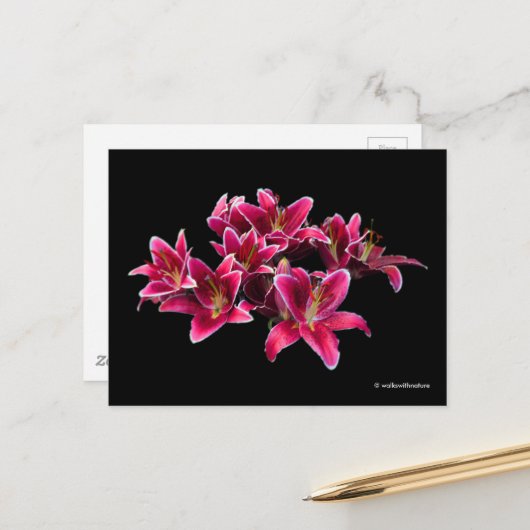 Elegante Stargazer Oriental Lilies Pink Blume Postkarte (Vorderseite/Rückseite Beispiel)