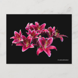 Elegante Stargazer Oriental Lilies Pink Blume Postkarte