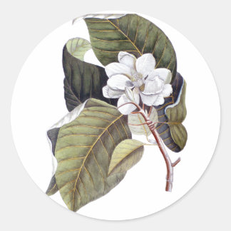 Elegante südliche weiße Magnolienblüte Runder Aufkleber