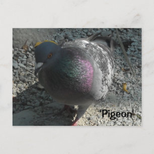 Elegante Taube Postkarte