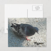 Elegante Taube Postkarte (Vorne/Hinten)