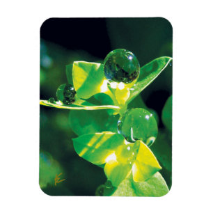 Elegante Tautropfen auf grünen Blättern Magnet