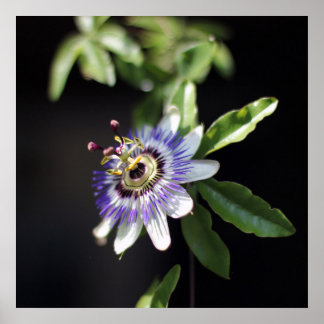 Elegante tropische exotische Passion-Blume Poster