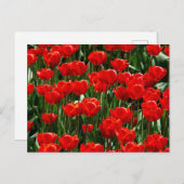 Elegante Tulip und Rose Floralische Blume Fotograf Feiertagspostkarte (Vorne/Hinten)