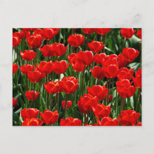 Elegante Tulpen- und Rosen-Blumenfotografie Postkarte