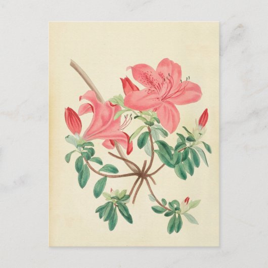 Elegante, Vintag rosa, florale Postkarte (Vorderseite)