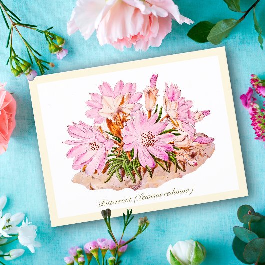 Elegante Vintage Bitterroot-Blume Postkarte
