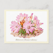 Elegante Vintage Bitterroot-Blume Postkarte (Vorderseite)