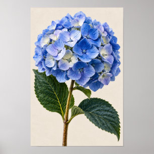 Elegante Vintage Blaue Hortensien Botanische Wandk Poster