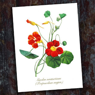 Elegante Vintage-Blumen der Kapuzinerkresse Postkarte