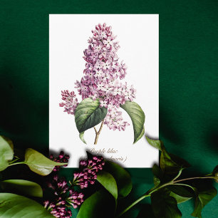 Elegante Vintage-Botanik lila Fliederblüte Karte