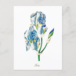 Elegante Vintage botanische Blue Iris Blume Postkarte