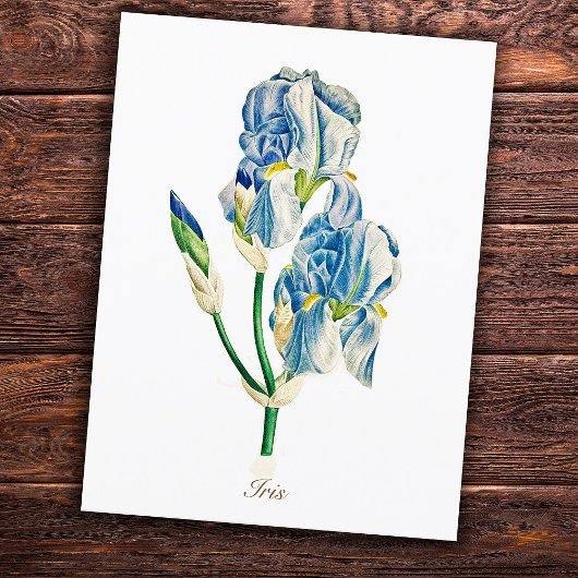 Elegante Vintage botanische Blue Iris Blume Postkarte