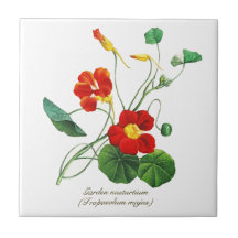 Elegante Vintage botanische Blume Nasturtium