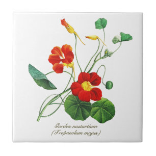 Elegante Vintage botanische Blume Nasturtium Fliese